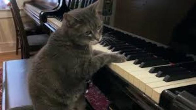 Video Kucing Main Piano